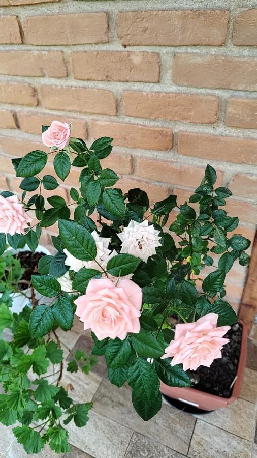 Chale Vale Das Flores - Visconde De Maua Rj Kültér fotó